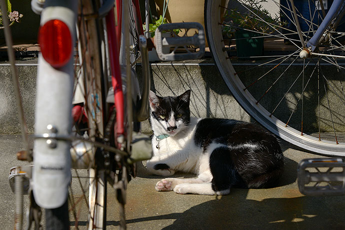 太田区のねこ