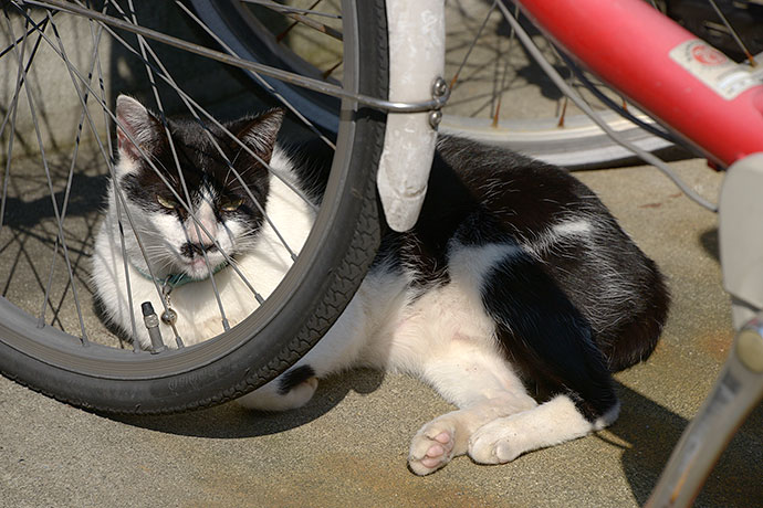 太田区のねこ