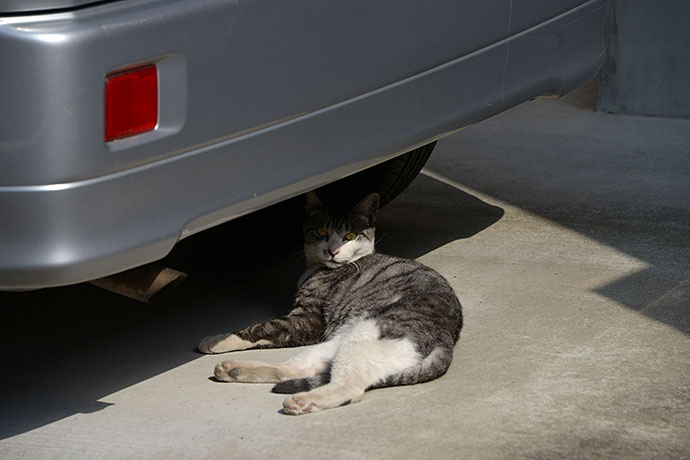 太田区のねこ