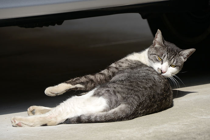 太田区のねこ