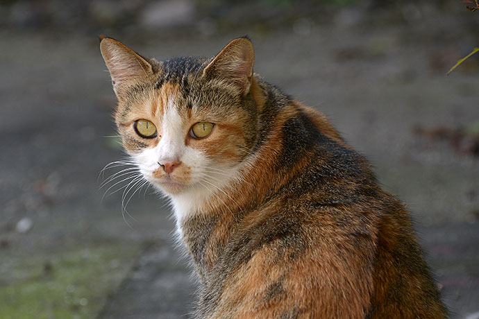 太田区のねこ