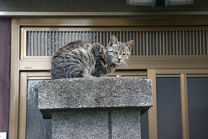 太田区のねこ