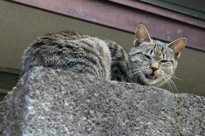 太田区のねこ