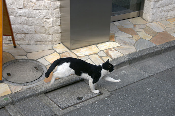 太田区のねこ