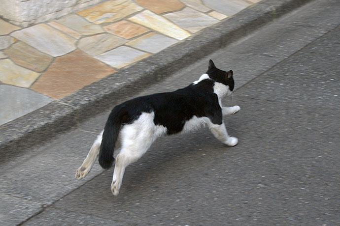 太田区のねこ