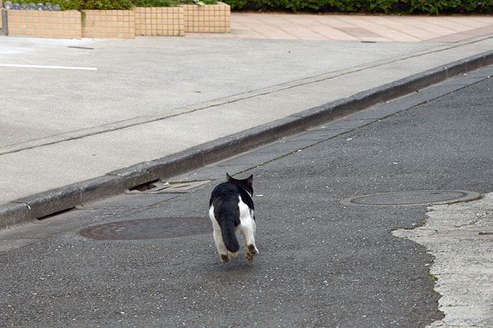 太田区のねこ