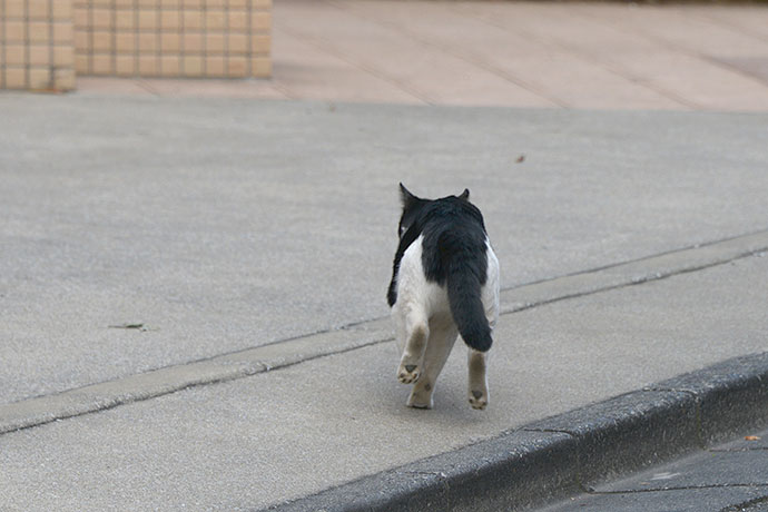 太田区のねこ
