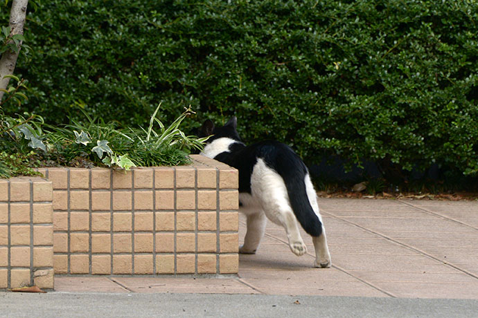 太田区のねこ