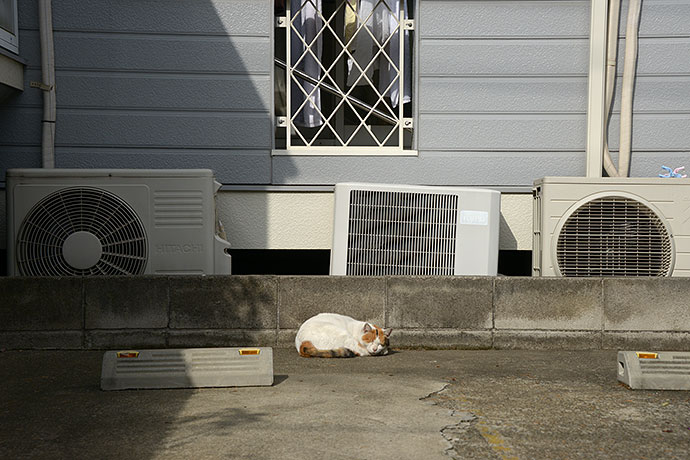 太田区のねこ