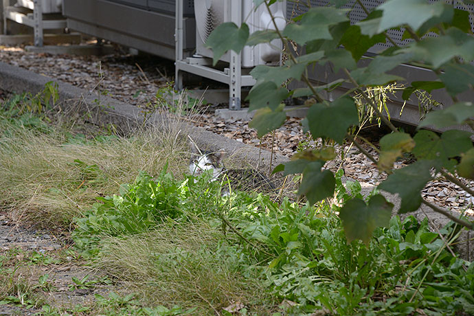 太田区のねこ