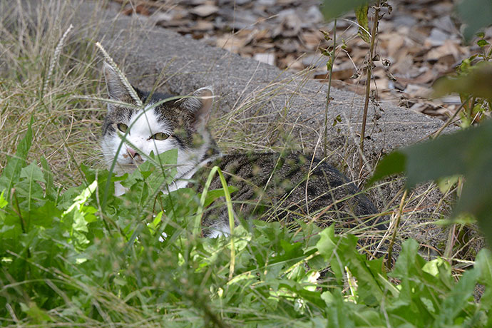 太田区のねこ