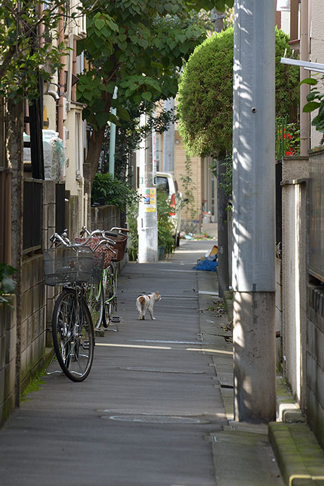 太田区のねこ