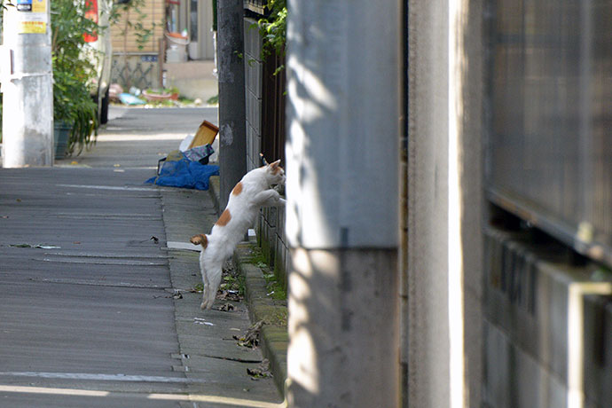 太田区のねこ