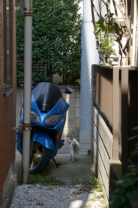 太田区のねこ