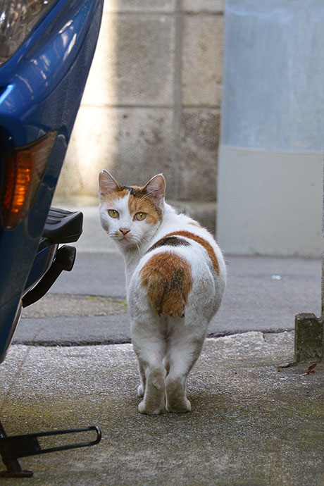 太田区のねこ