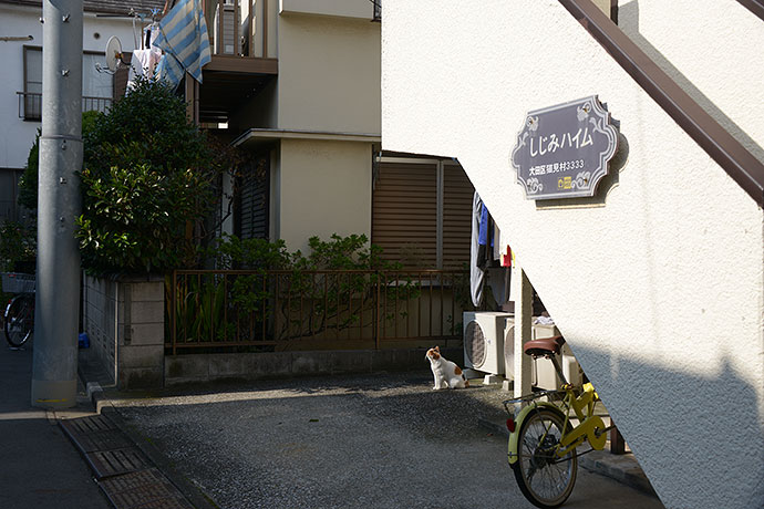 太田区のねこ