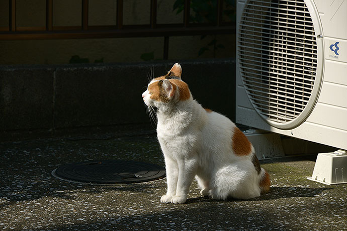 太田区のねこ