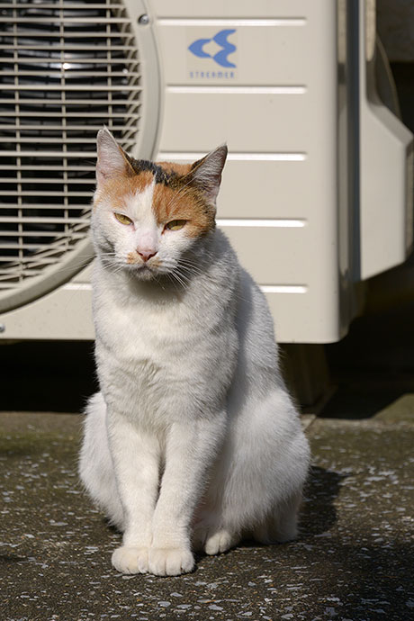 太田区のねこ