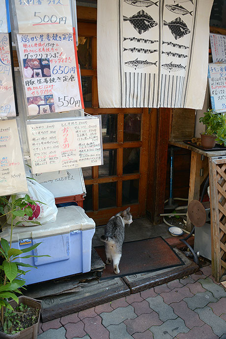 太田区のねこ