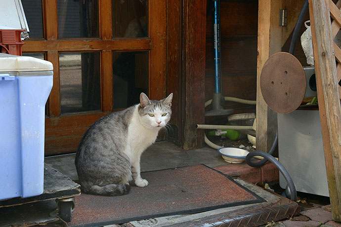 太田区のねこ