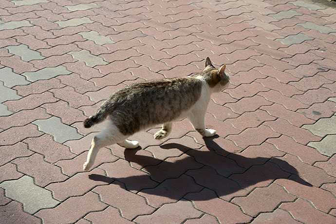 太田区のねこ