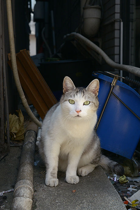 太田区のねこ