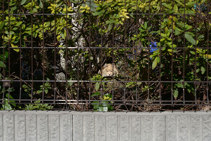太田区のねこ