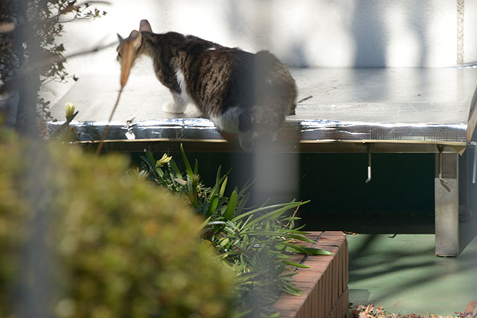 太田区のねこ
