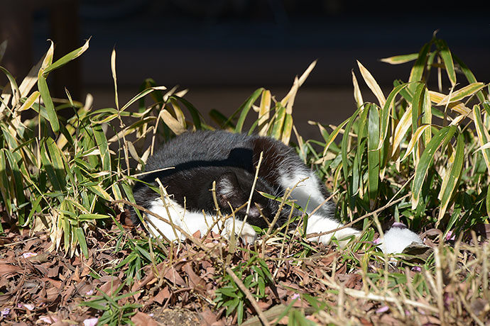 太田区のねこ