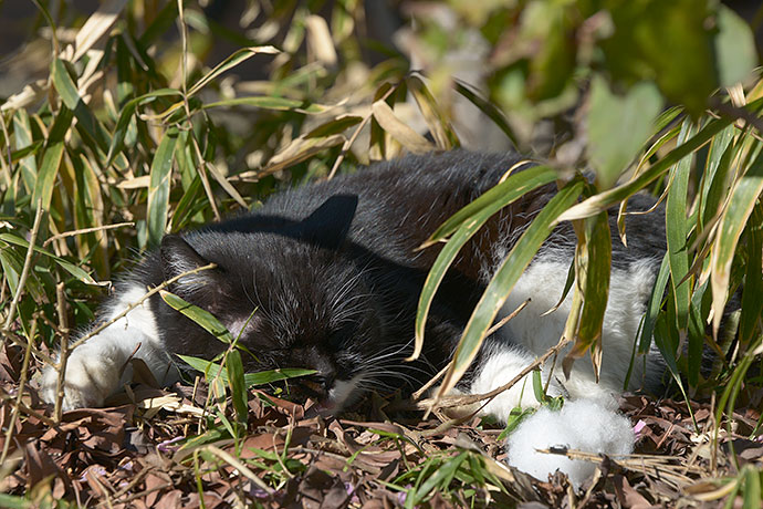 太田区のねこ