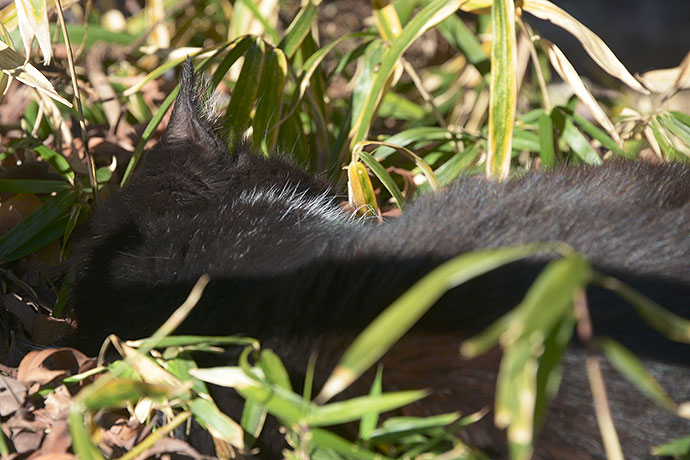 太田区のねこ