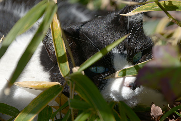 太田区のねこ