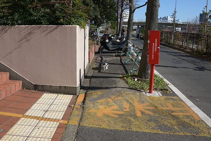 太田区のねこ