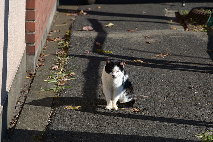 太田区のねこ
