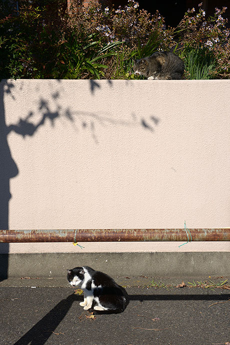 太田区のねこ
