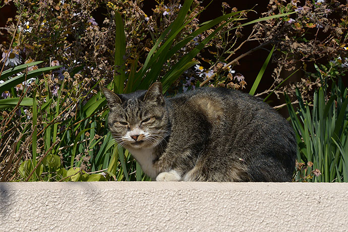 太田区のねこ