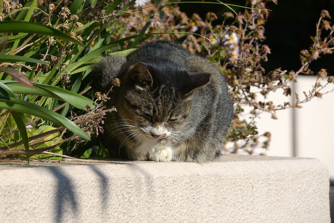 太田区のねこ