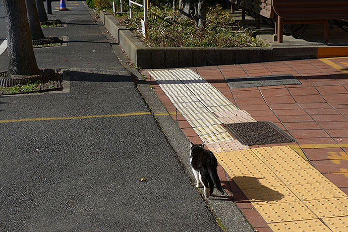 太田区のねこ