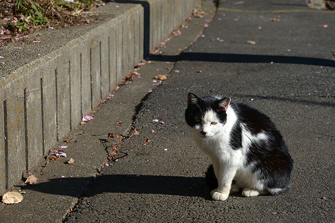 太田区のねこ