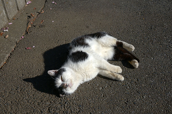 太田区のねこ