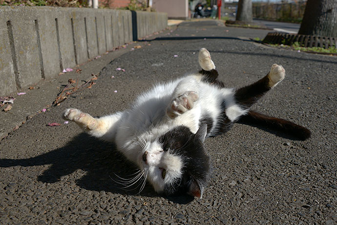 太田区のねこ