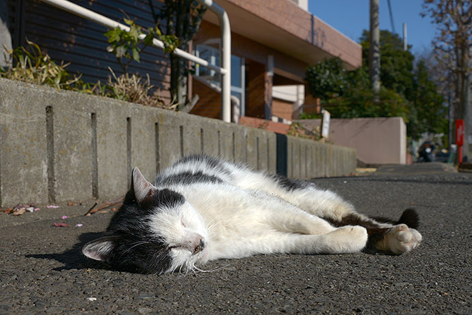 太田区のねこ