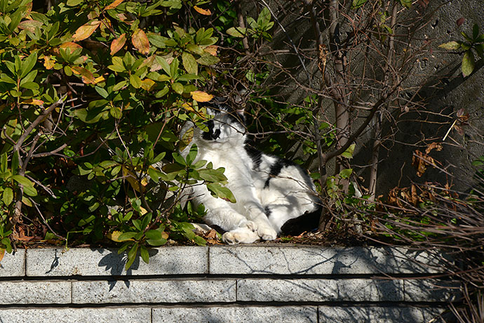 太田区のねこ