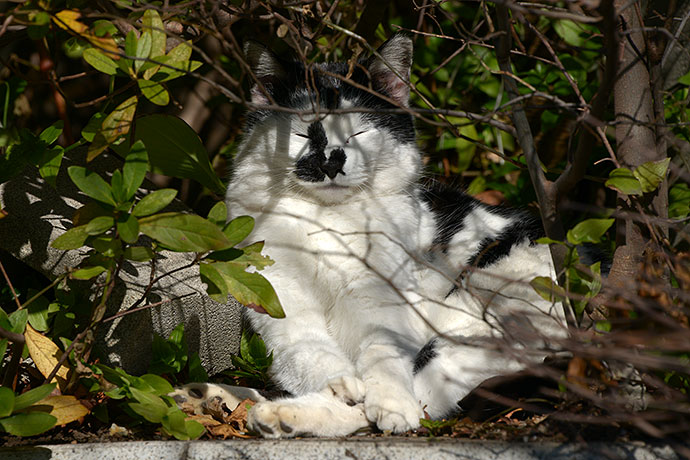太田区のねこ