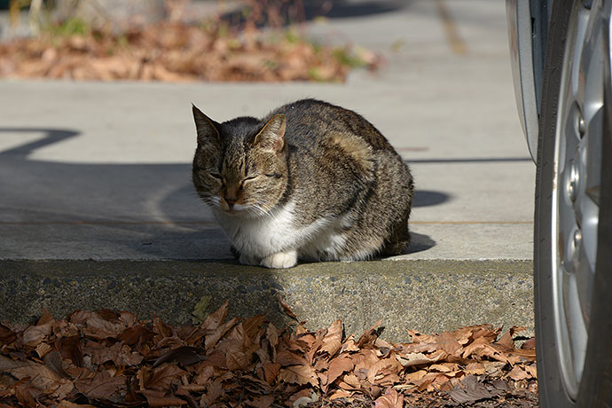 太田区のねこ