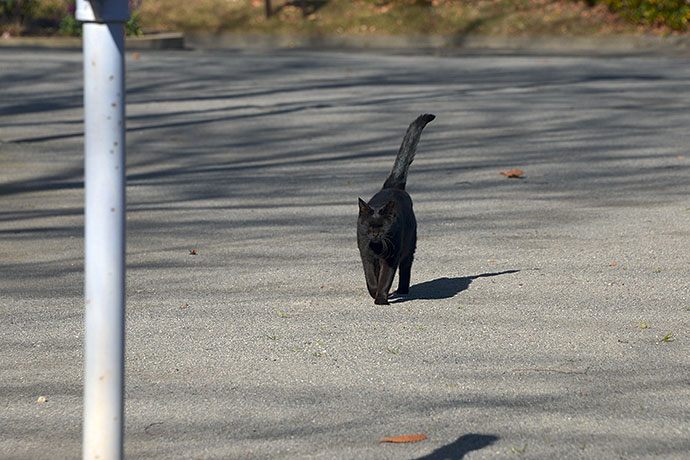 太田区のねこ