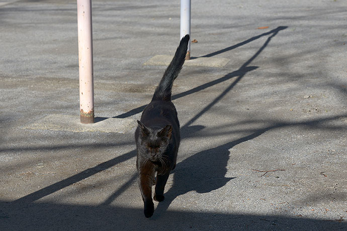 太田区のねこ
