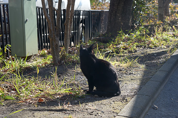 太田区のねこ