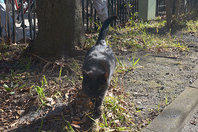太田区のねこ
