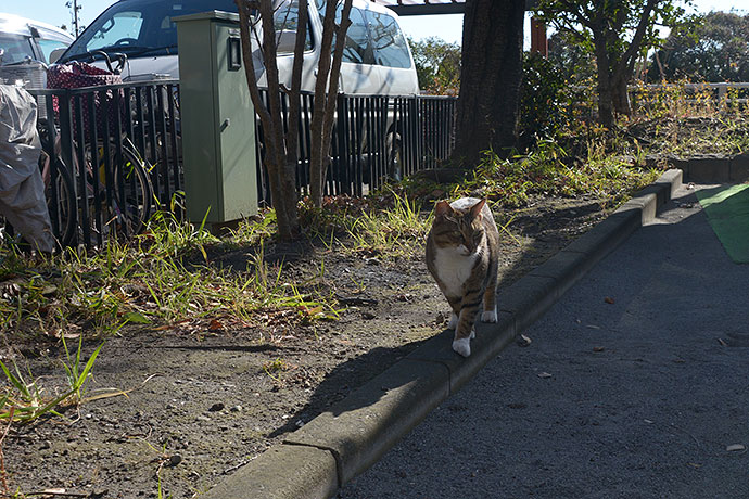 太田区のねこ
